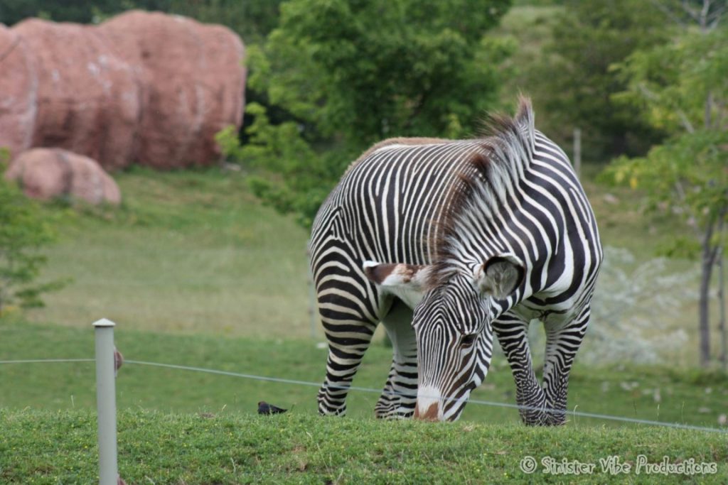 canada.ontario.toronto.metro zoo.27