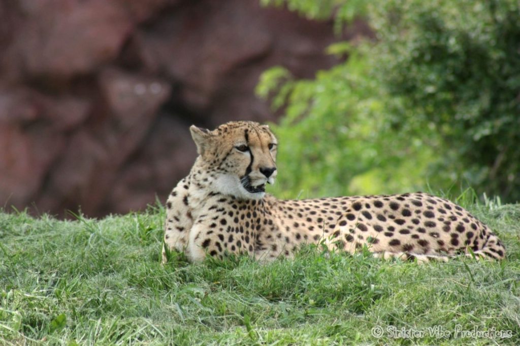 canada.ontario.toronto.metro zoo.30
