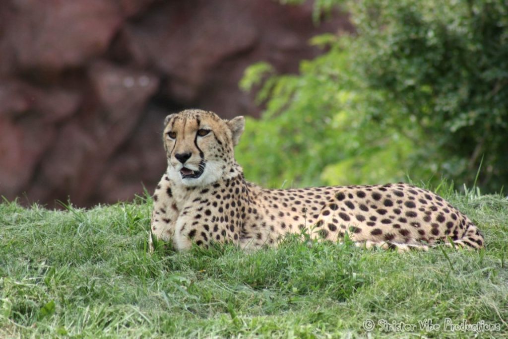 canada.ontario.toronto.metro zoo.31