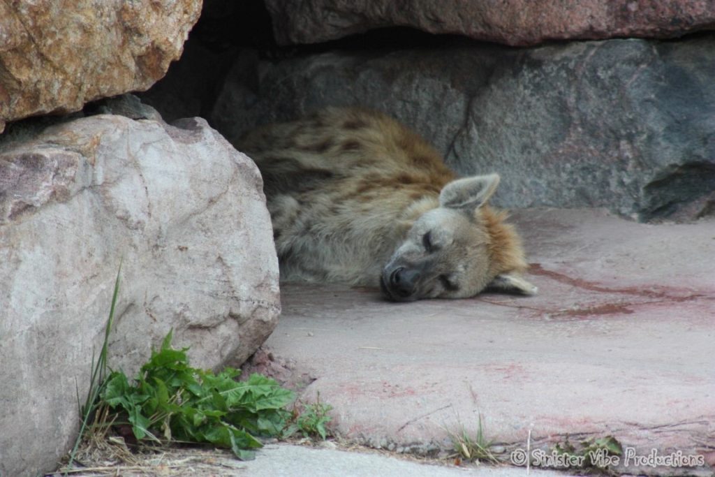 canada.ontario.toronto.metro zoo.32