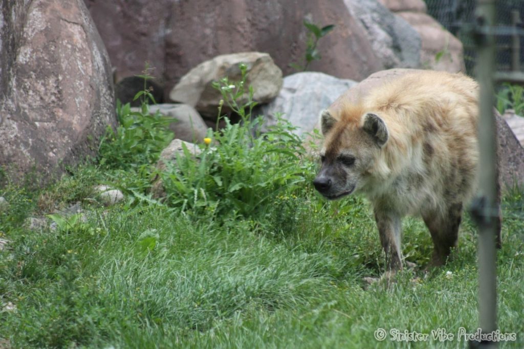 canada.ontario.toronto.metro zoo.34