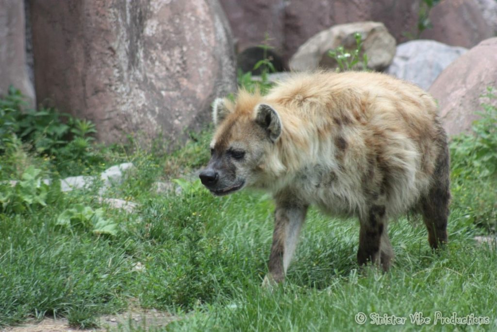 canada.ontario.toronto.metro zoo.35