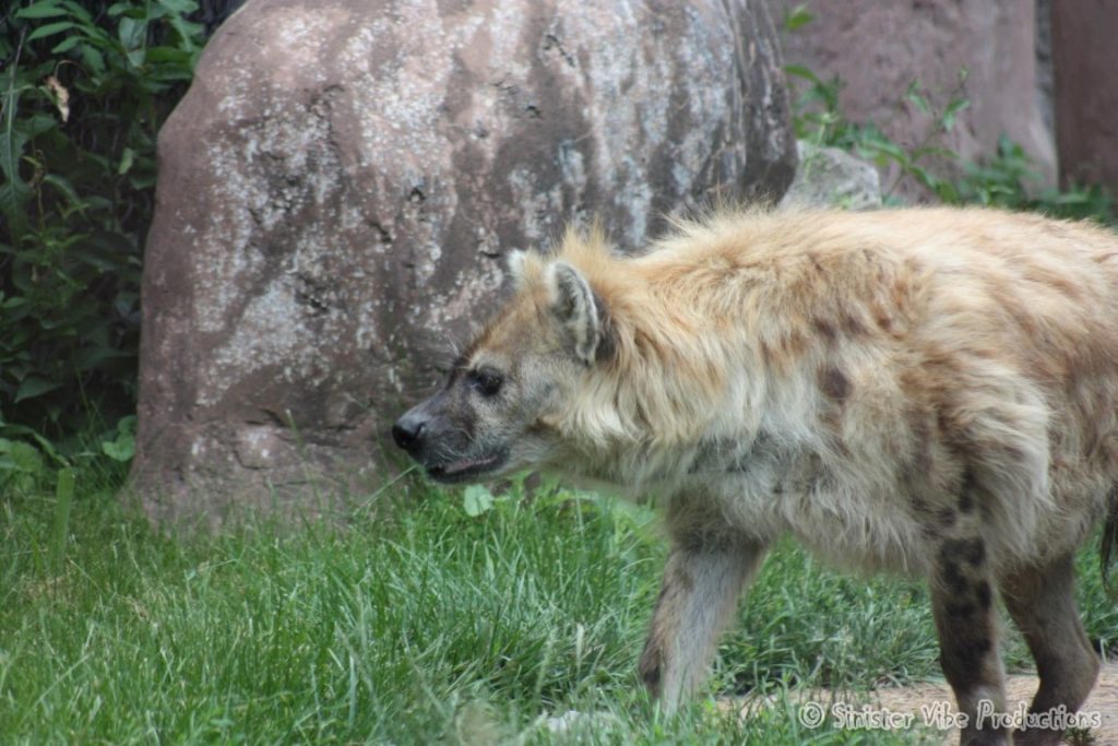 canada.ontario.toronto.metro zoo.36