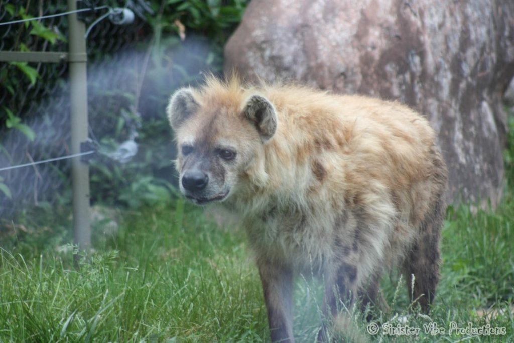 canada.ontario.toronto.metro zoo.37