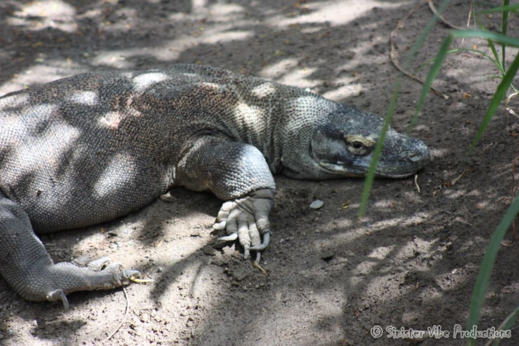 canada.ontario.toronto.metro zoo.40