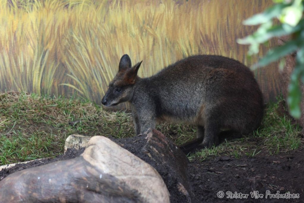 canada.ontario.toronto.metro zoo.45