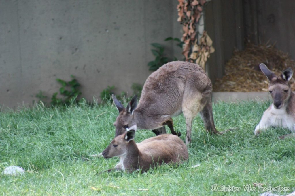 canada.ontario.toronto.metro zoo.48