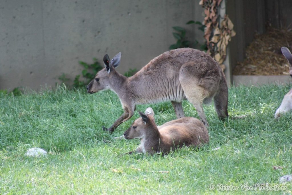 canada.ontario.toronto.metro zoo.49