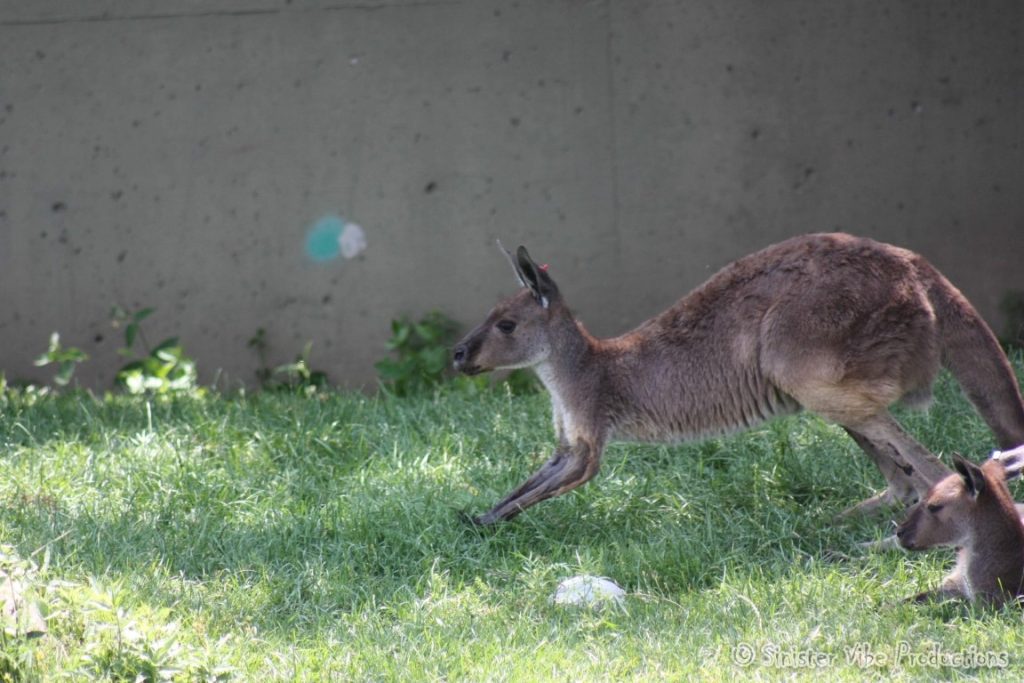 canada.ontario.toronto.metro zoo.50