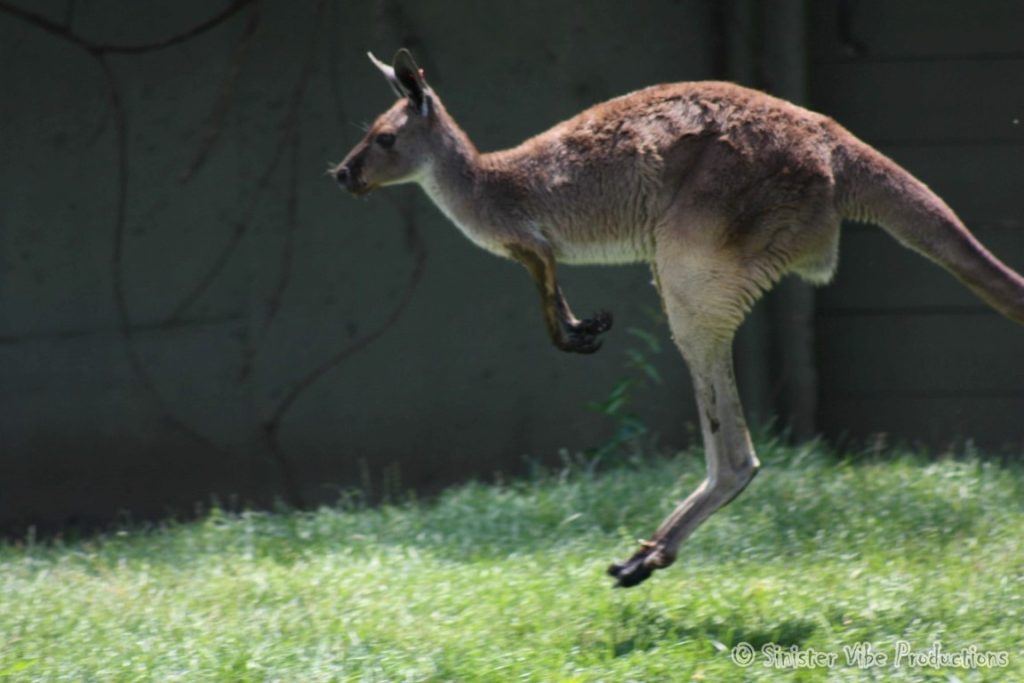 canada.ontario.toronto.metro zoo.51