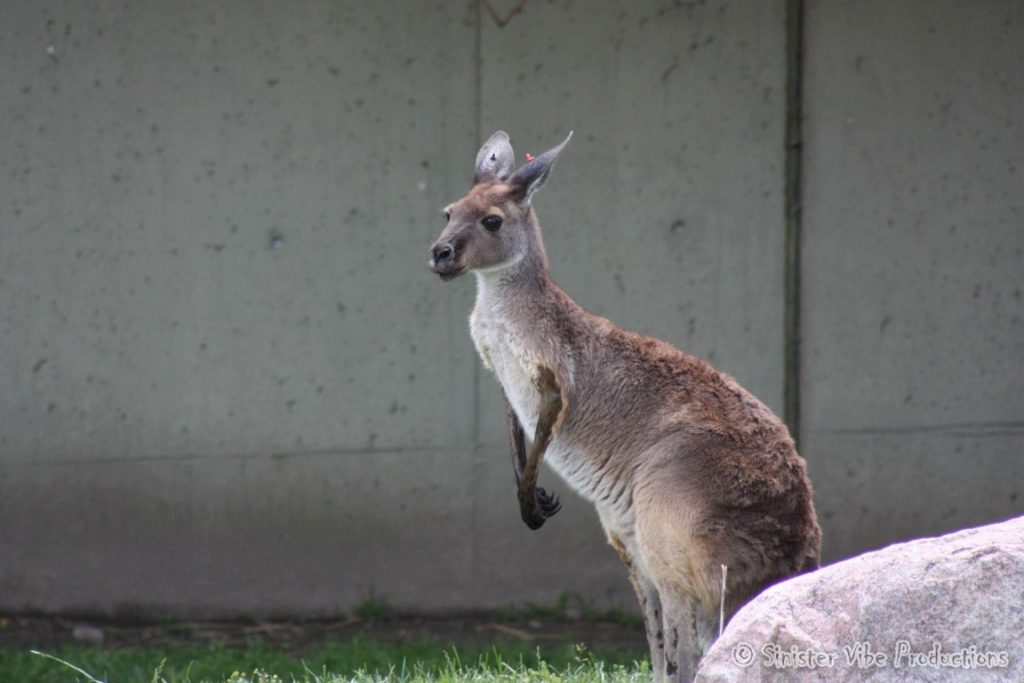 canada.ontario.toronto.metro zoo.52