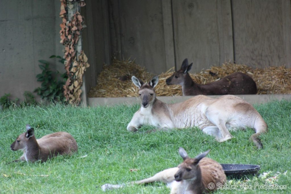 canada.ontario.toronto.metro zoo.53
