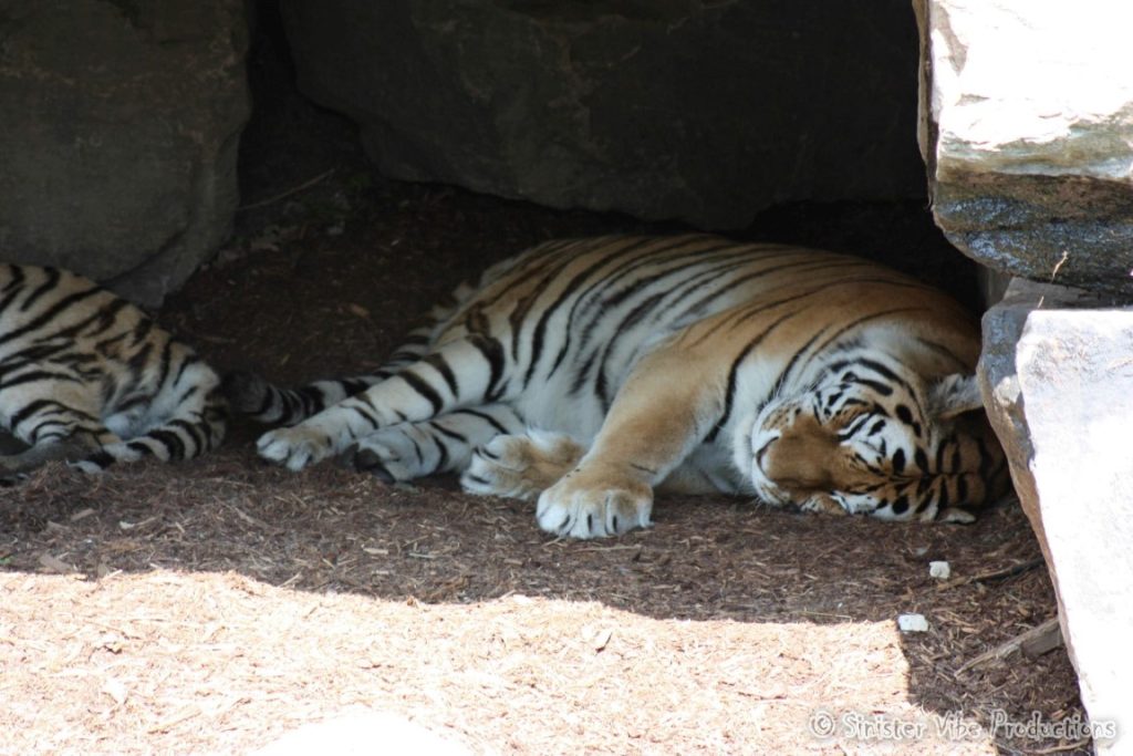 canada.ontario.toronto.metro zoo.54