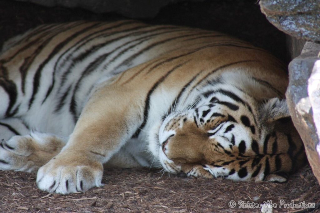 canada.ontario.toronto.metro zoo.55