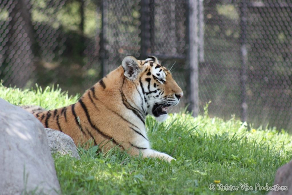 canada.ontario.toronto.metro zoo.56
