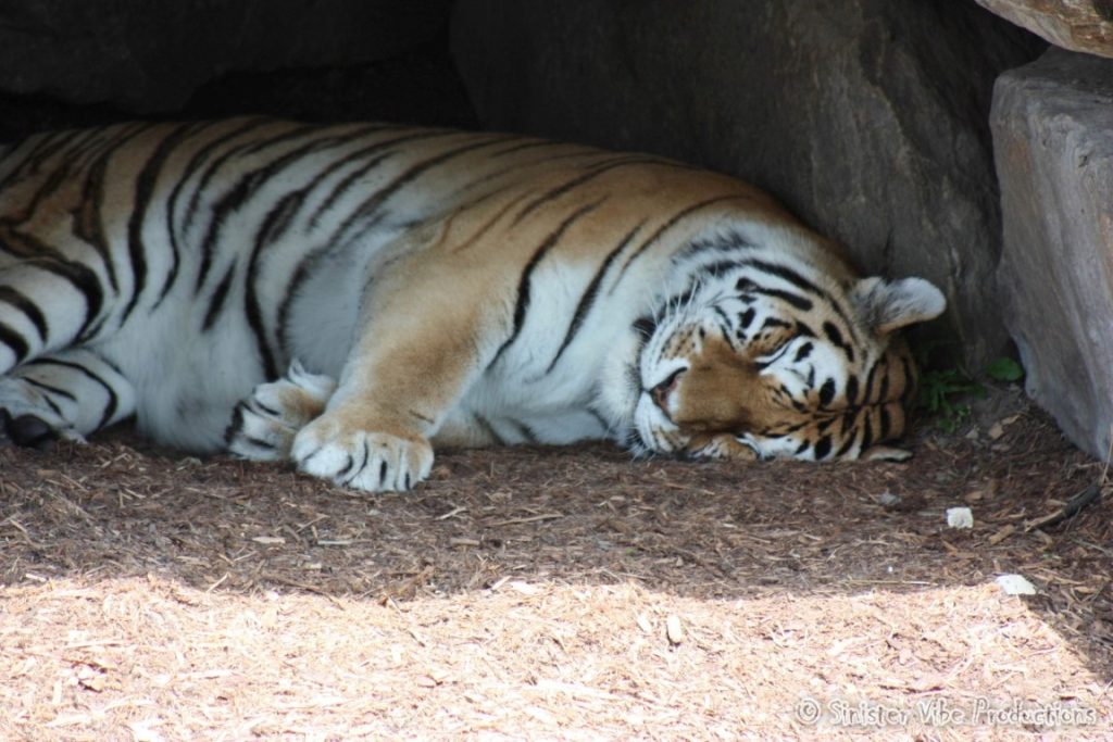 canada.ontario.toronto.metro zoo.57