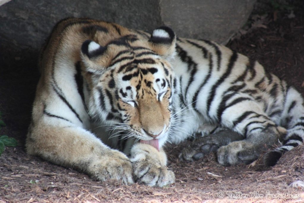 canada.ontario.toronto.metro zoo.58
