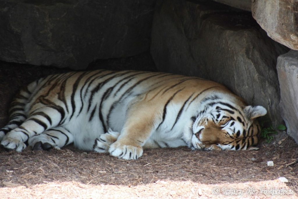 canada.ontario.toronto.metro zoo.59