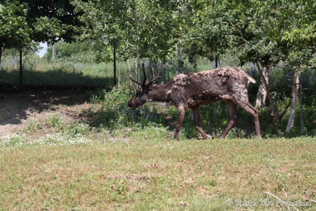 canada.ontario.toronto.metro zoo.60