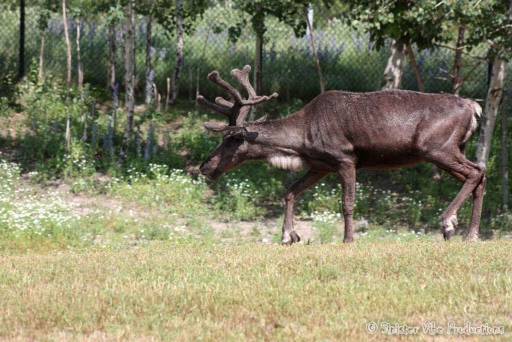 canada.ontario.toronto.metro zoo.61