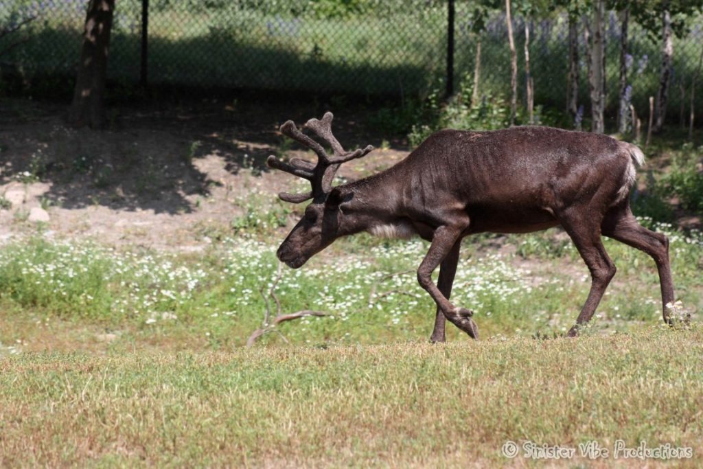 canada.ontario.toronto.metro zoo.62