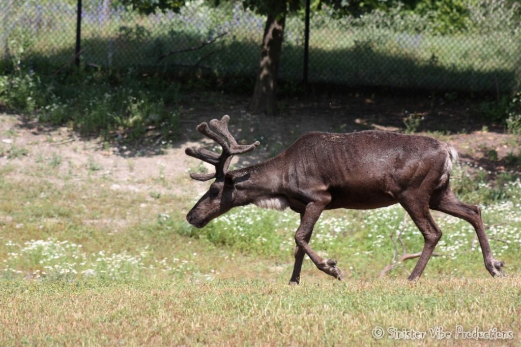 canada.ontario.toronto.metro zoo.63