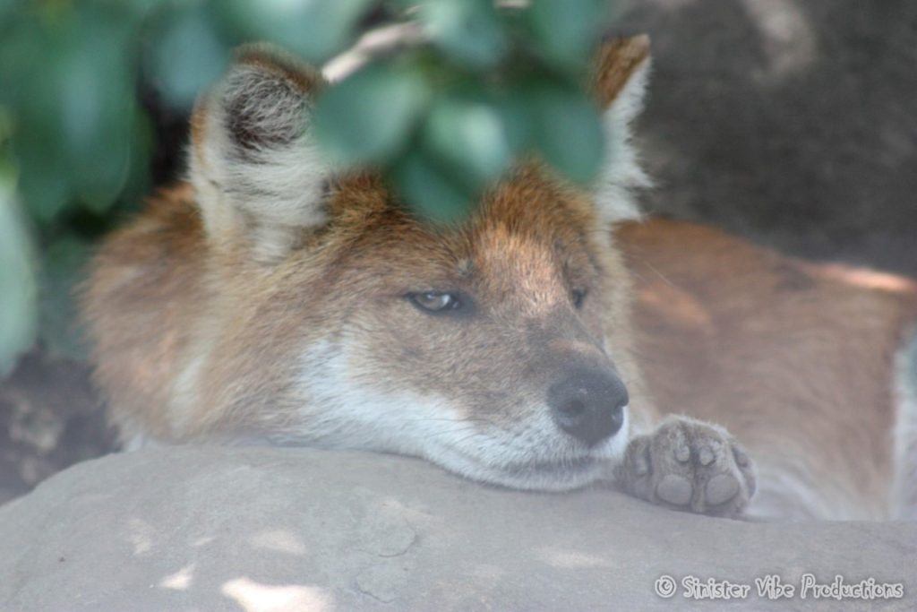 canada.ontario.toronto.metro zoo.65