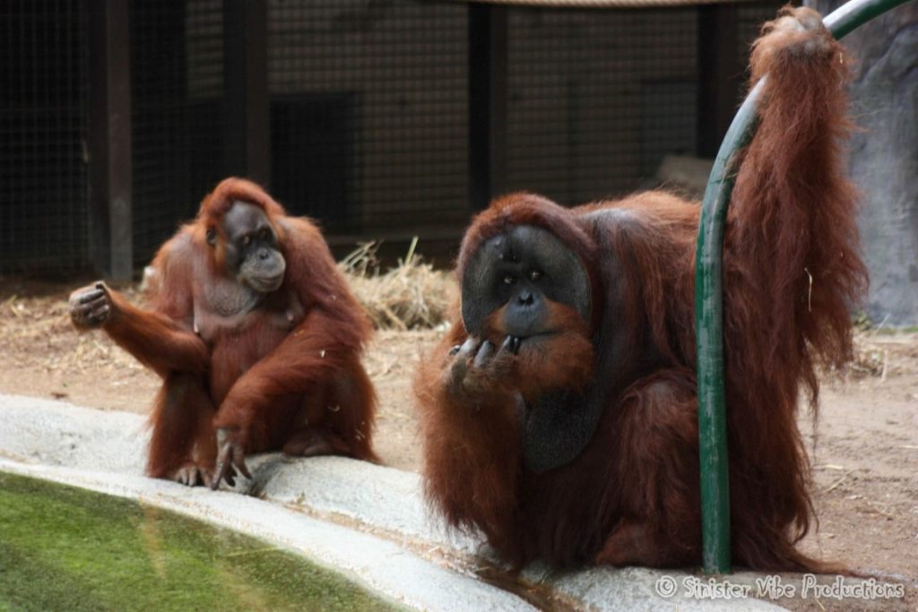canada.ontario.toronto.metro zoo.7