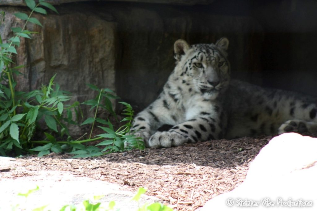 canada.ontario.toronto.metro zoo.70