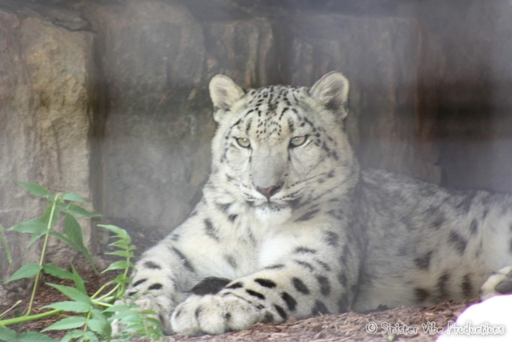 canada.ontario.toronto.metro zoo.71