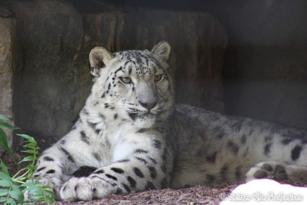 canada.ontario.toronto.metro zoo.72