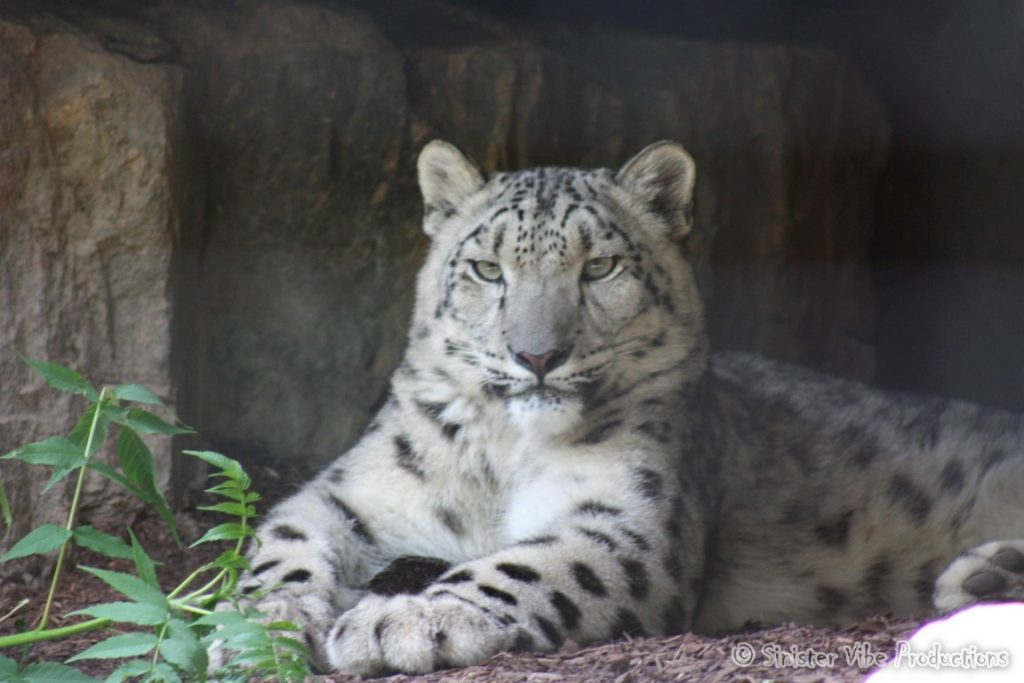 canada.ontario.toronto.metro zoo.73