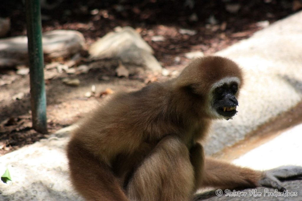 canada.ontario.toronto.metro zoo.9