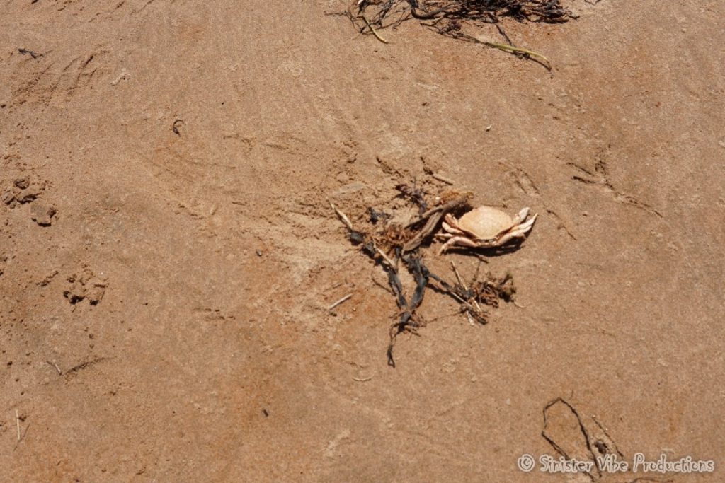 canada.pei.dalway beach.14