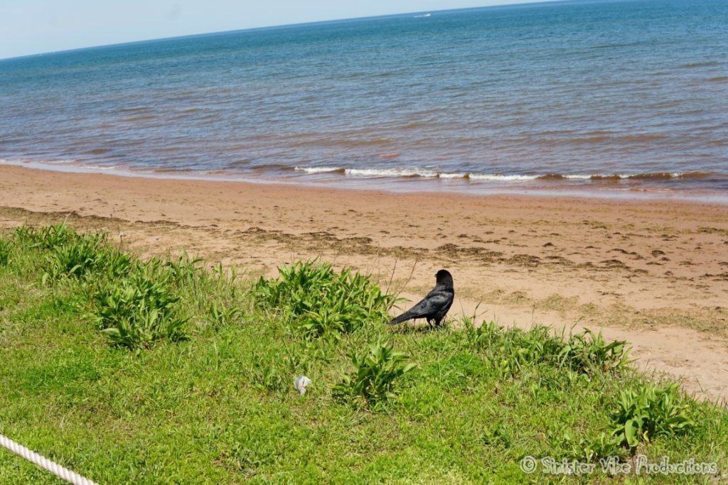 canada.pei.dalway beach.17