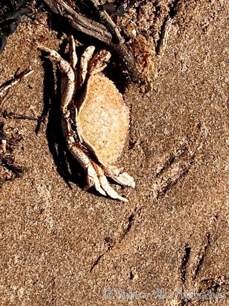 canada.pei.dalway beach.6