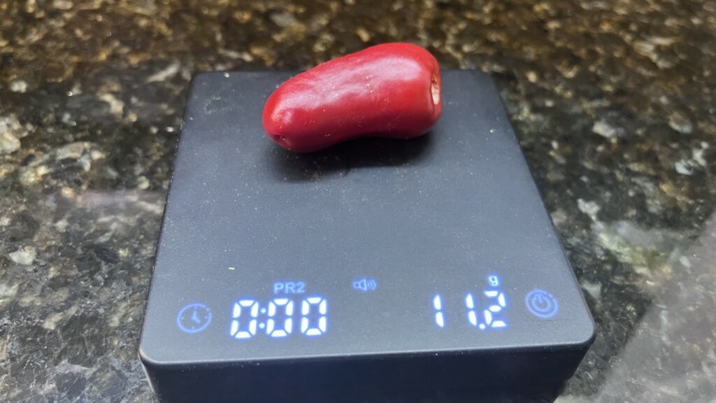 Jalapeño Carl sitting on a scale weighing 11.2 grams